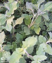 Image result for Acanthospermum hispidum