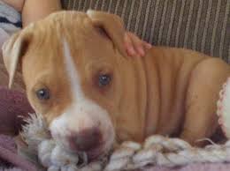The most loyal & loving one i could ask for. American Pit Bull Registry Brown Pit Bull Puppy Pictures