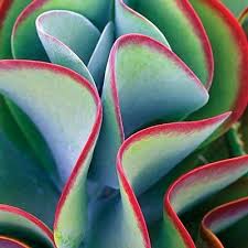 Flapjack Plant Kalanchoe Seeds Succulents Planting Succulents Plants