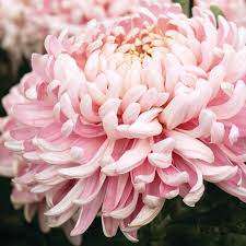 People use it to treat respiratory problems, high blood pressure, and hyperthyroidism. Allouise Pink Chrysanthemum Plants From Woolmans