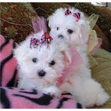To learn more about each adoptable dog, click on the i icon for some fast columbus georgia animal control shelter. Wow Charming And Healthy Male And Female Teacup Maltese Puppies For Free Adoption Columbus Ga Asnclass Teacup Puppies Maltese Maltese Puppy Maltese Dogs