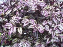 Check spelling or type a new query. Plants Are The Strangest People A Small Rant About Plant Toxicity Lists