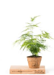 Image result for Asparagus setaceus