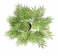 Plant Overlooking Photography Tree The Flowers Stock Bamboo Tree Top View Transparent Png Image For Free Do Trees Top View Tree Plan Photoshop Tree Photoshop