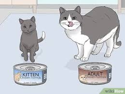 4 Ways To Raise A Cat Wikihow How do you use bench presses to build muscle. 4 ways to raise a cat wikihow