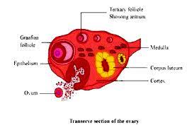 Labeled diagram of plant cell, created with biorender.com. Draw A Labeled Diagram Of A Section Through Ovary Biology Q A Doubtnut