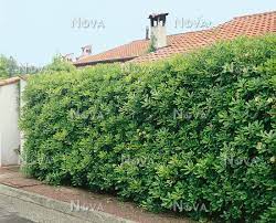 It is native to japan (south of kanto), china, taiwan, and korea, but it is used throughout the world as an ornamental plant in landscaping and as cut foliage. Pittosporum Tobira Media Database