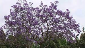Jacaranda Trees With Purple Flowers Stock Footage Video 100 Royalty Free 1036825 Shutterstock