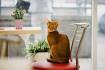 The Top 10 Smartest Cat Breeds In The World - CatTime