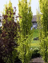 Bäume bis 10 euro schnell versandfertig sale% fundgrube. Goldulme Eleganter Baum In Leuchtendem Gelb Goldulme Ulme Pflanzen