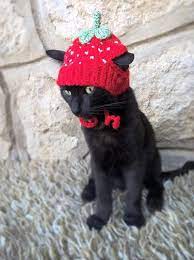 Strawberry Hat For Cat Pet Costume Pet Accessories Etsy In 2021 Hat For Cat Strawberry Hat Pet Costumes