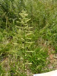 Image result for Panicum pusillum