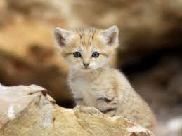 Sand Cat Why You So Cute Sand Cat Animals Cute Animals