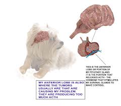 The condition can become so intense that there is no sufficient airflow to the lungs, which. Cushing S Disease In Your Dog