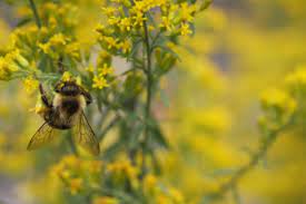 Colors bees prefer in flower gardens. Canadian Wildlife Federation Plant For Bees Butterflies And Other Pollinators