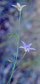 An wahlenbergia luteola in nahilalakip ha genus nga wahlenbergia, ngan familia nga campanulaceae. Factsheet Wahlenbergia Luteola
