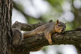 Image result for squirrel