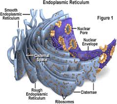 Endoplasmic reticulum (er) is the connecting link between the nucleus and cytoplasm of the plant cell. Retikulum Endoplasma Biologi Sel Membran Sel Sel Hewan
