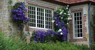 Maybe you would like to learn more about one of these? Clematis Vine For Texas Lee Ann Torrans Gardening