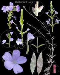 Image result for Buchnera attenuata