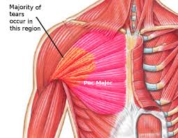 In this post, you will learn the chest muscles anatomy which is easy since there are not so many muscles. Anatomy Thorax Pectoralis Major Major Article