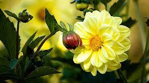 dahlien kennt man vor allem aus grossmutters garten doch die vermeintlich altmodischen pflanzen erleben in den letzten jahren pflanzen dahlien blumen pflanzen
