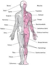 Here we explain the major muscles of the human body. Muscles Bone Joint And Muscle Disorders Msd Manual Consumer Version
