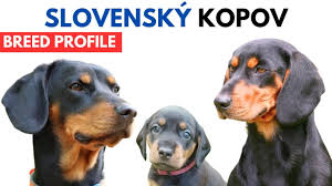 Image result for slovenský kopov