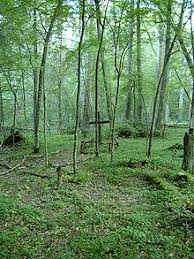 Belaweschskaja puschtscha, polnisch puszcza białowieska), deutsch auch belowescher, bialowieser oder bialowiezer heide, ist ein naturschutzgebiet auf beiden seiten der grenze zwischen polen und weißrussland. Bialowieza Nationalpark Wikipedia