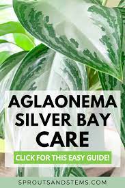 Buy quality aglaonema silver bay indoor plants. How To Care For Aglaonema Silver Bay Aglaonema Silver Bay Aglaonema Plant Care Aglaonema Silver