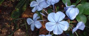 We did not find results for: Plumbago Species Blister Leaf Blue Plumbago Cape Leadwort Plumbago Auriculata