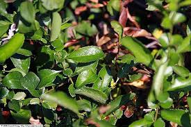 Free shipping on all qualifying orders. File Chaenomeles Japonica Texas Scarlet 3zz Jpg Wikimedia Commons