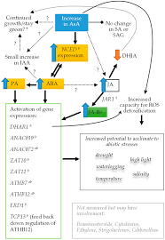 Read customer reviews and common questions and answers for gracie oaks part #: Ijms Free Full Text Elevating Ascorbate In Arabidopsis Stimulates The Production Of Abscisic Acid Phaseic Acid And To A Lesser Extent Auxin Iaa And Jasmonates Resulting In Increased Expression Of Dhar1