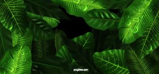 Jungle Background Jungle Green Poster Background Image For Free Download