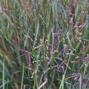 Image result for Eragrostis caespitosa
