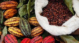 A Chocolatey Way To Protect Your Liver Barbara Mendez Nutrition