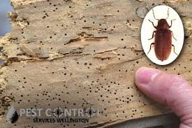 Find Easy Steps To Appoint A Trusted Wood Borer Expert Infestations Common Spices Effective