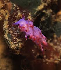 Image result for Eschenbachia tigrensis