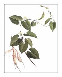 Image result for Cynanchum ledermannii