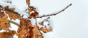 If you find leaf buds that have any green on the inside, these buds may still be viable. Why Do Some Trees Hold Onto Dead Leaves In Winter Organic Plant Care Llc Organic Lawn Plant Health Service In Hunterdon Morris Somerset Union Counties Nj And Bucks