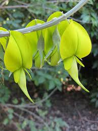 Image result for Crotalaria shirensis