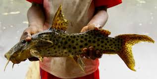 We did not find results for: Ethnoecology And Ethnomedicinal Use Of Fish Among The Bakwele Of Southeastern Cameroon