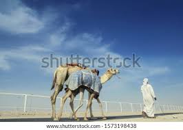 Other places near al shahaniya camel race track. Shutterstock Puzzlepix