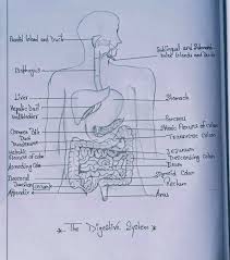 Other sets by this creator. Describe Digestive System With Diagram Edurev Class 10 Question