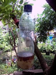 Disebut jambu kristal karena daging buahnya berwarna putih bersih dan jernih seperti kristal. Cara Mengendalikan Hama Lalat Buah Yang Ramah Lingkungan