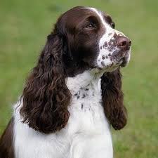 English springer spaniel puppies & dogs for sale/adoption. Oregon Springer Rescue Posts Facebook