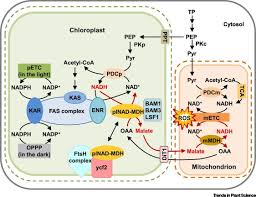 Maybe you would like to learn more about one of these? Malate Circulation Linking Chloroplast Metabolism To Mitochondrial Ros Trends In Plant Science