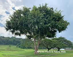 Image result for Pterocarpus