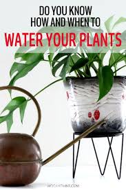 When And How To Water Your Houseplants The Right Way Plant Care Houseplant Plants House Plant Care