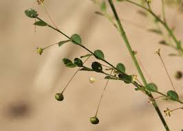 Image result for Phyllanthus nummulariifolius
